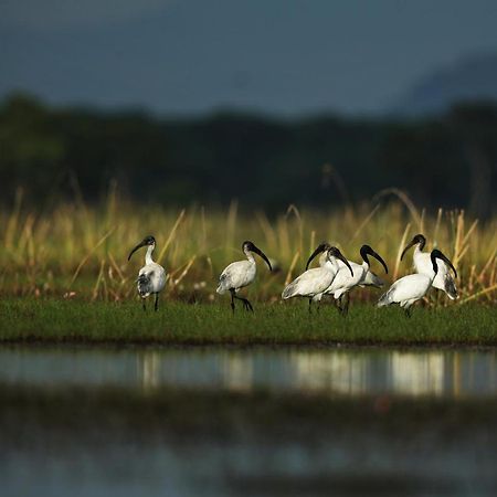 Wetlandcamp บ้านชายเล Phatthalung Luaran gambar