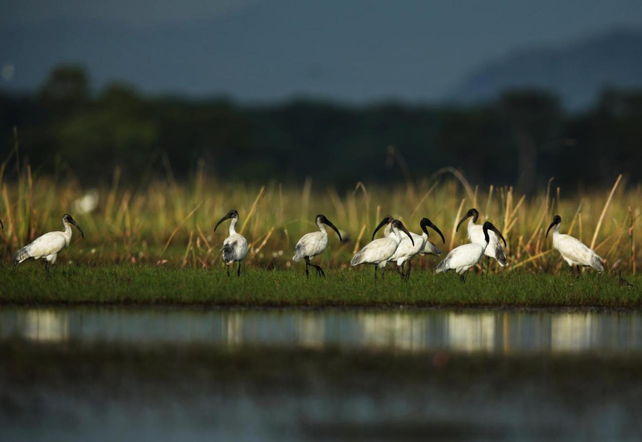 Wetlandcamp บ้านชายเล Phatthalung Luaran gambar
